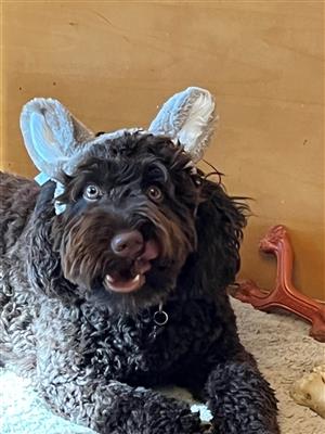 mollie